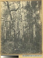 阿里山萬歲山扁柏林之景藏品圖，第2張
